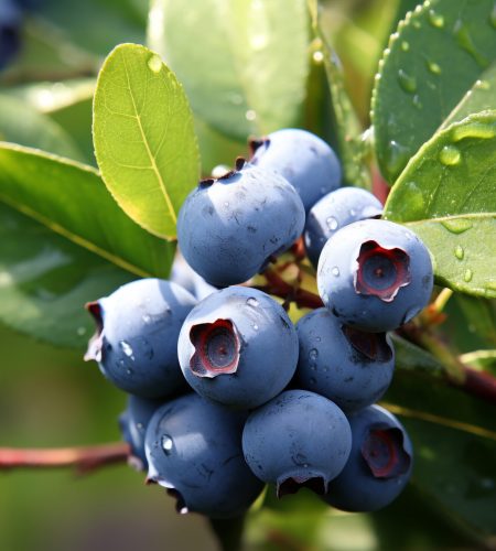 Freshness and nature in a close up of a ripe blueberry generated by artificial intelligence